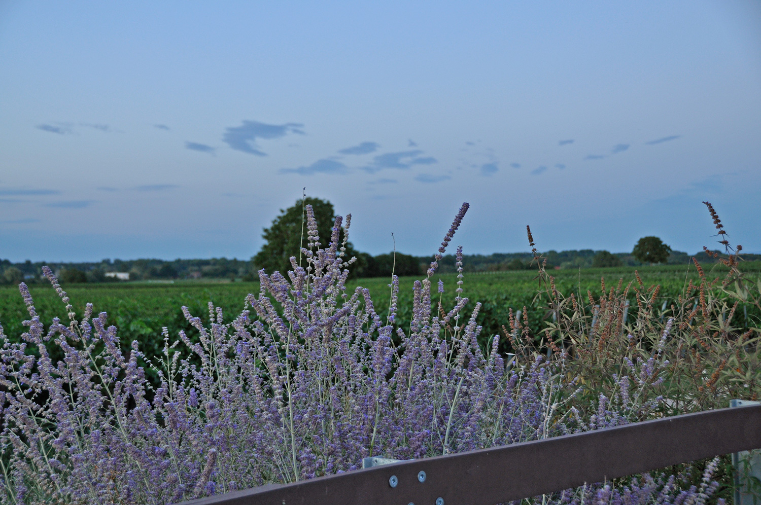 Lavendel am Wegerand